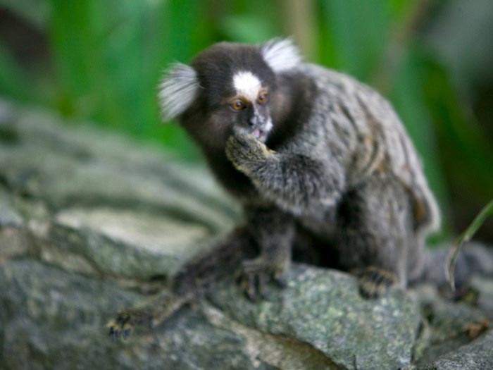 Sinal Do Vale Fact Pic-4