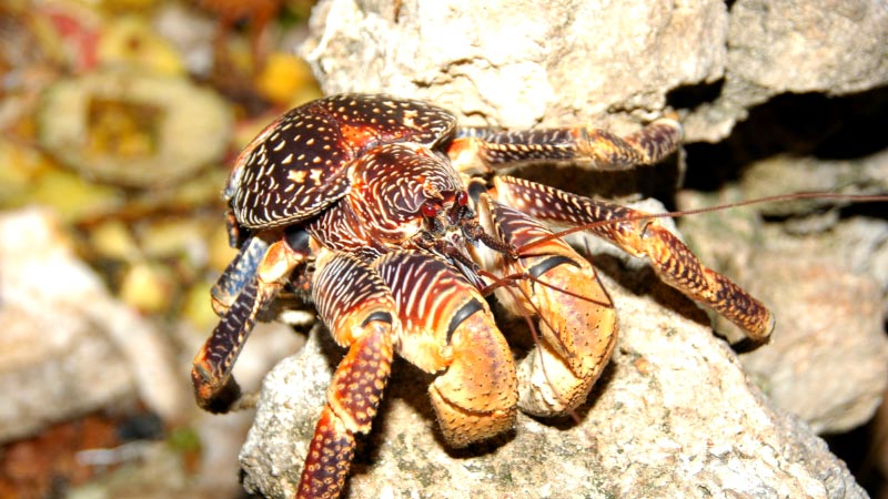 Chumbe---coconut-crab Coconut crabs scuttle around Chumbe Island.