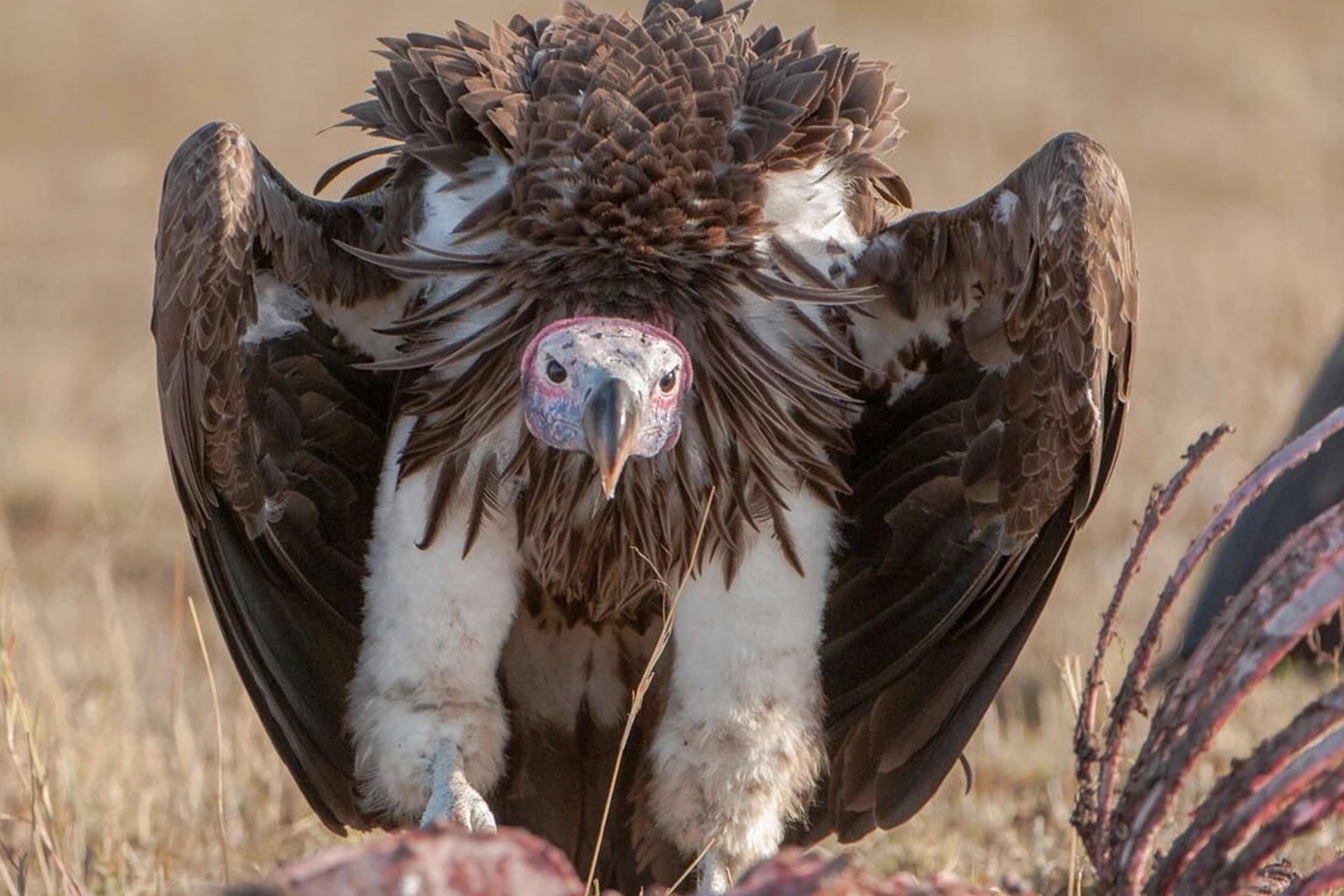 Vulture from the Mara Raptor Project at Cottar's